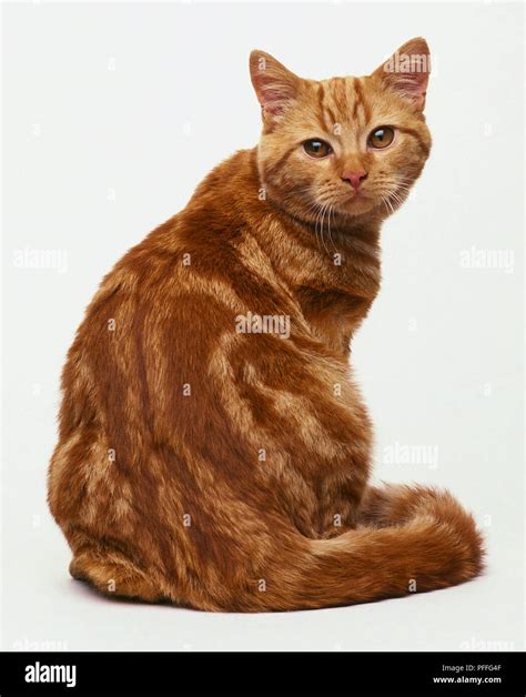 RED CLASSIC TABBY SHORTHAIRED CAT SITTING LOOKING ROUND Stock Photo - Alamy