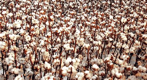 Cotton Industry Statistics-World Makes 29 Million Tons of Cotton