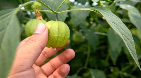 When and How to Harvest Garden Grown Tomatillo Plants