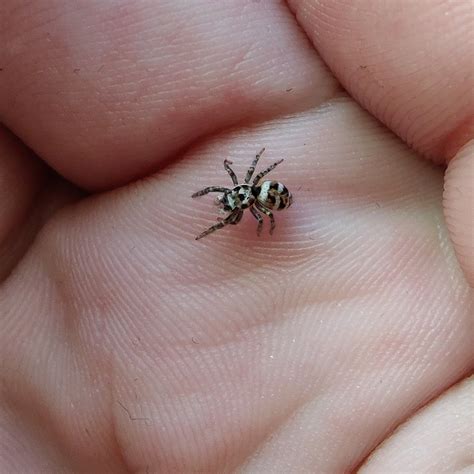 My pet zebra jumping spider (Salticus scenicus) named Armageddon : r/tinyanimalsonfingers