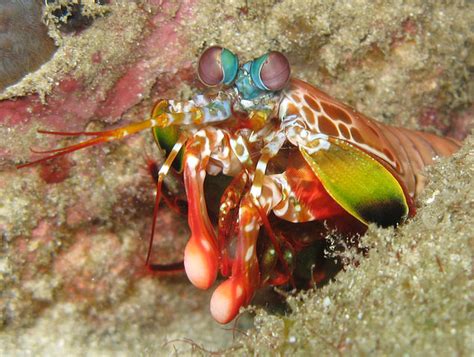 The Mantis Shrimp: Deadly Punch Inspires Science | That Fish Blog