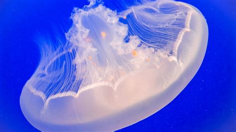 What you can do to reduce the global jellyfish explosion - WHYY