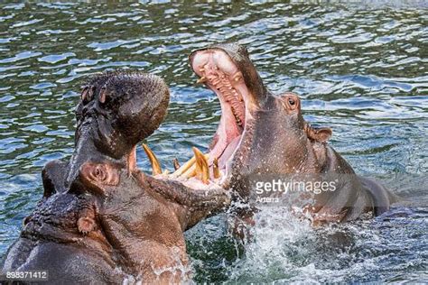 Fighting hippopotamuses / hippos in lake showing huge teeth and large... News Photo - Getty Images