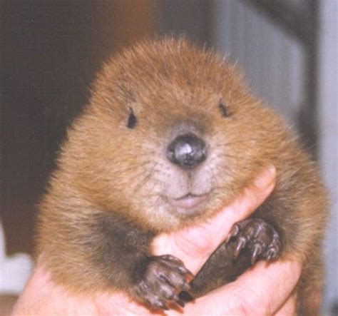 Wildlife Rehab Clinic - Education Beaver...look at this sweet face | Baby beaver, Cute animals ...