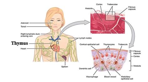 Thymus- Structure and Functions