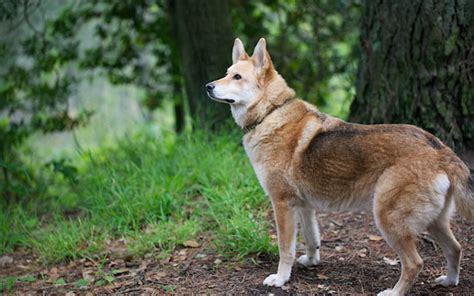 Detailed Coydog Guide (Personality, Care & Health Issues)