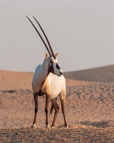 Interesting Facts About Oryx | Hyak Qatar