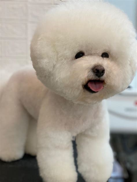 Bichon Dog Haircut