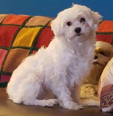 Zuchon (Shichon) Dog Breed Information and Pictures