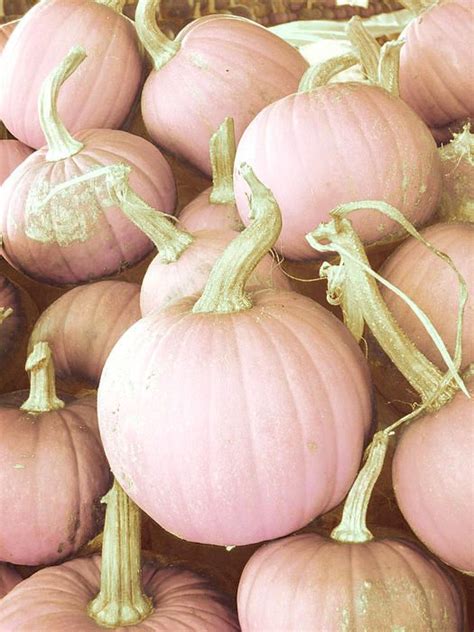 Pink pumpkins! | Pink pumpkins, Pink halloween, Fall pumpkins