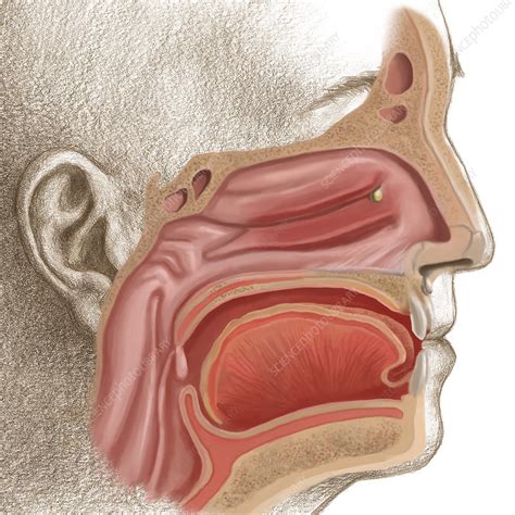 Anatomy Of The Nasal Cavity Youtube - vrogue.co