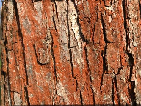 Red tree bark texture stock photo. Image of natural, rough - 35671130