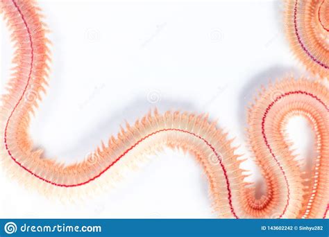 Sand Worm Perinereis Sp. is the Same Species As Sea Worms Polychaete Stock Photo - Image of ...