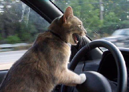 cat driving car Blank Template - Imgflip