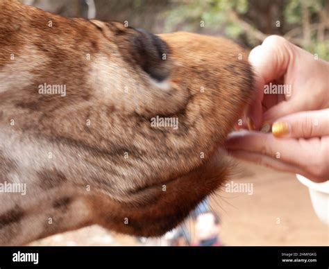 Actively Feeding Giraffe, AFEW/Giraffe Center , Kenya Africa Stock ...