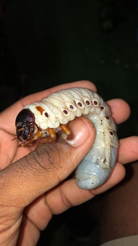 Mars Rhinoceros Beetle Larva — Kelvin Wiley