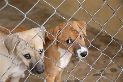 Thai Cute Puppy Dog in Cage Waiting Adopt To New Home Stock Photo ...