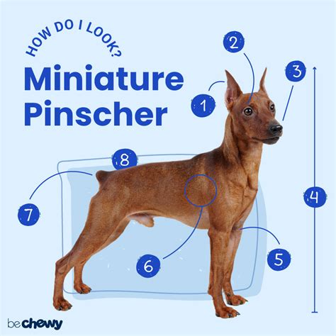 Miniature Pinscher : Characteristics, Care & Photos | BeChewy