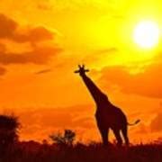 Giraffe on the African Savanna Photograph by Sherri Hubby - Fine Art ...