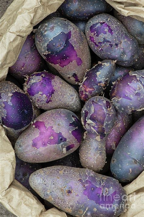 Bag of Shetland Black Potatoes Photograph by Tim Gainey - Fine Art America