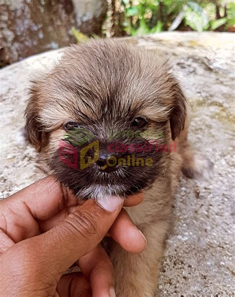 Pomeranian-shih Tzu Puppies For Sale - Meet Up/ Delivery