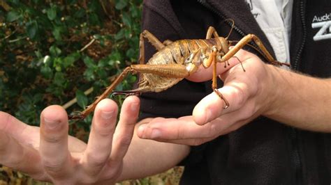 Wetas released into wild: Captive breeding program aims to repopulate ...