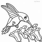 Printable Hummingbird Coloring Pages For Kids sketch template