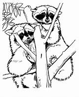 Get This Free Raccoon Coloring Pages To Print 77745 sketch template