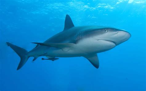 Archivo:Caribbean reef shark.jpg - Wikipedia, la enciclopedia libre