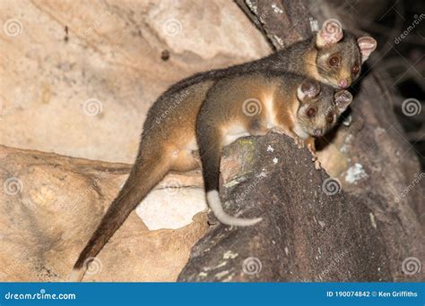 Ring-tailed Possums stock photo. Image of pseudocheirus - 190074842