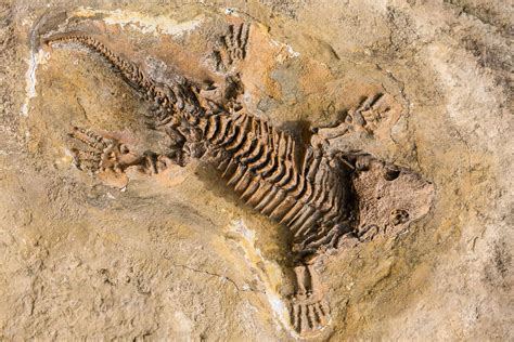 Do Fossil Fuels Really Come from Fossils? | Britannica