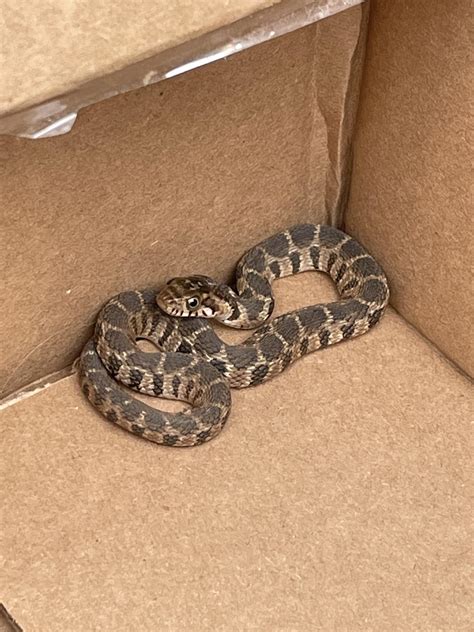 Baby Rat Snake? Located in Central Texas. : r/snakes