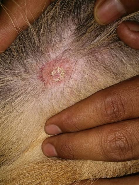 Ringworm in Dogs: How to Spot, Treat, and Prevent - IMP WORLD