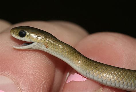 Sssssnakes! Cute Baby Snakes! - Baby Animal Zoo