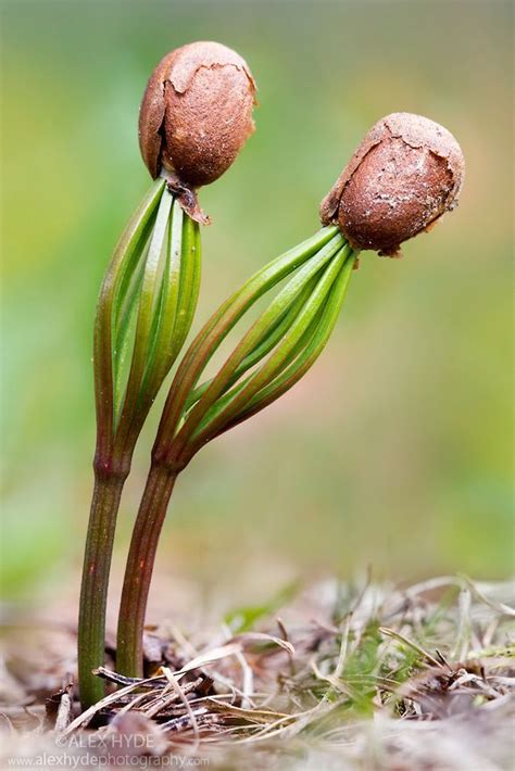 Pine seedlings (Pinus sp.) | Alex Hyde | Pine seedlings, Seedlings, Seeds