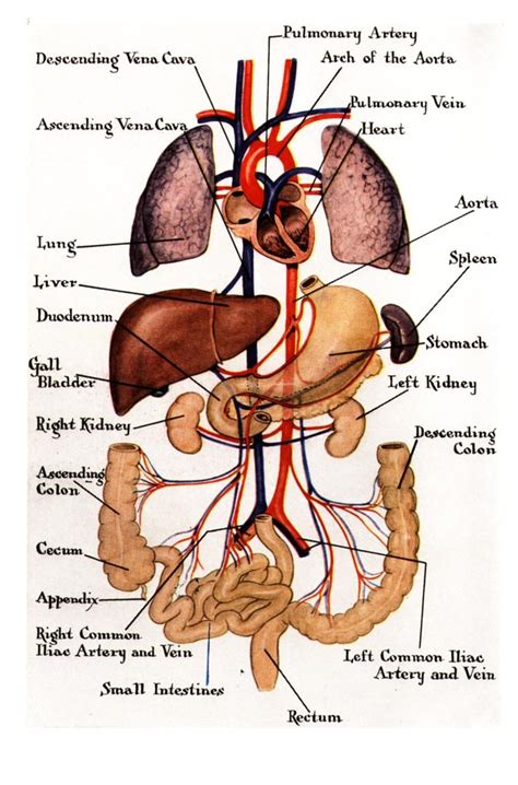 Body Free Photo Human Organs | Human Organs Chart T-Shirt | Human ...