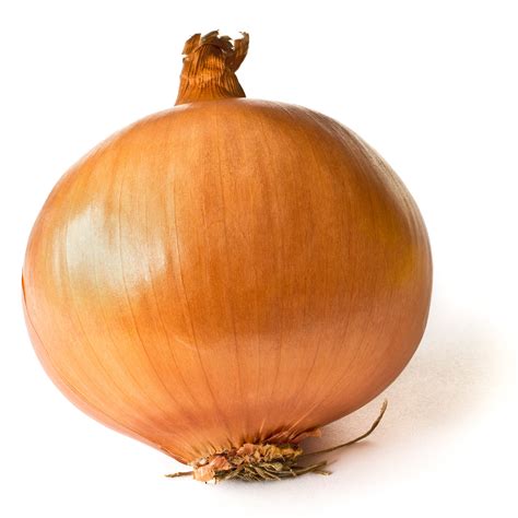 File:Onion on White.JPG - Wikipedia, the free encyclopedia