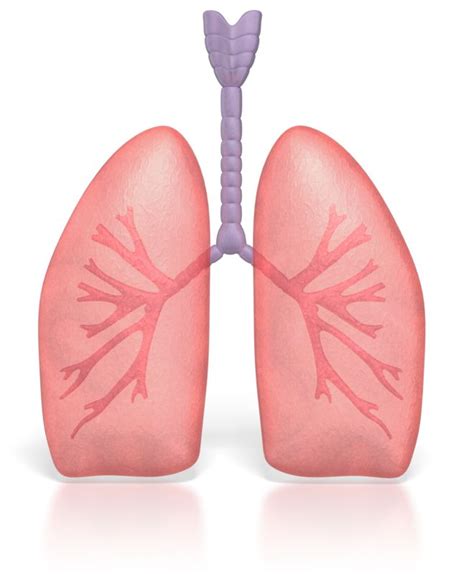 Stick Figure Lungs PNG Images, Lungs Clipart, Cartoon Lung, Stick - Clip Art Library