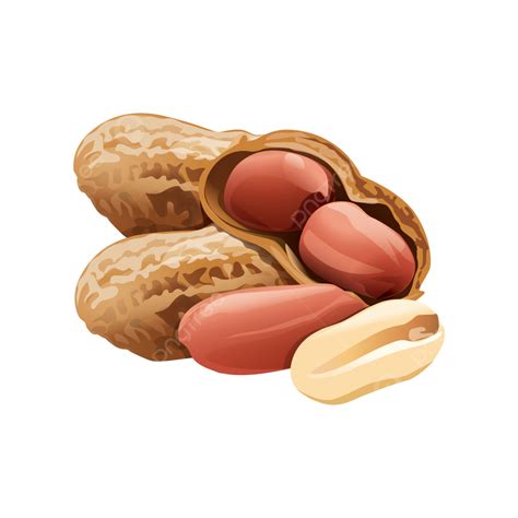 A Mixture Of Shelled And Unshelled Peanuts Arranged On A, White, Nature, Brown PNG Transparent ...