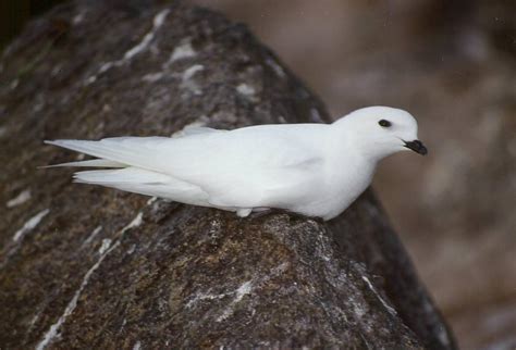 Snow petrel | New Zealand Birds Online