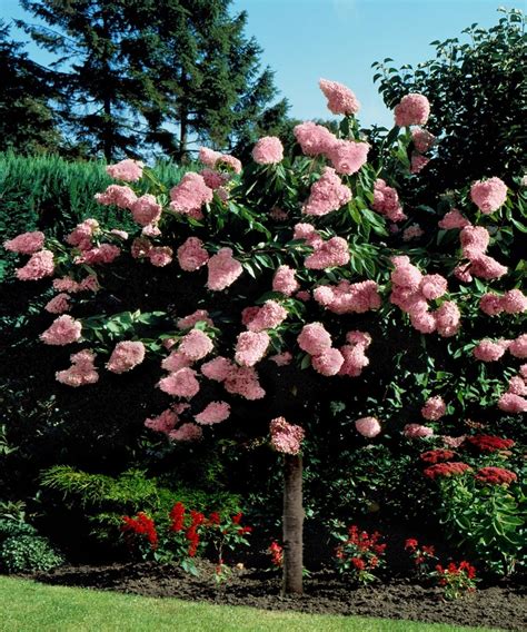 Pink Diamond Hydrangea Tree.... | Hydrangea tree, Pink diamond hydrangea, Beautiful gardens