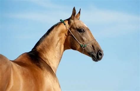 20 Prettiest Horse Breeds (With Pictures)