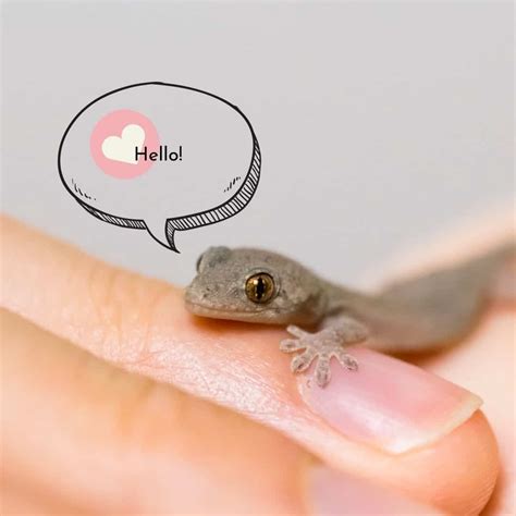 What do baby lizards eat? - Our Small Pets