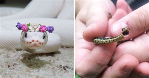 26 Adorable Snakes That Will Make You Love Them Instead Of Fear