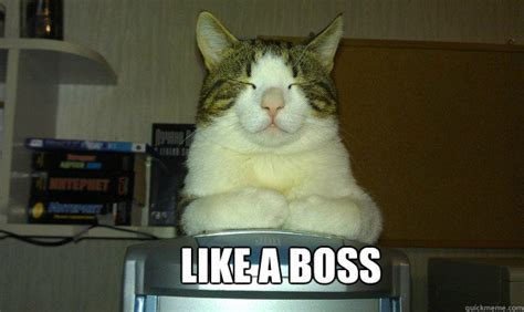 Boss cat memes | quickmeme