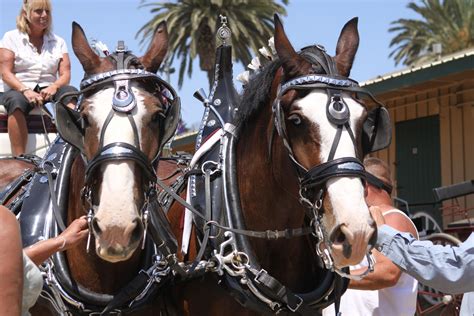 Horse Shows at the Ventura County Fair. | Ventura beach, Show horses, Ventura county