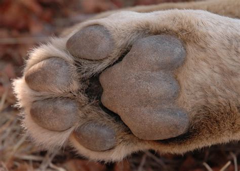 Lion paw | Liv Unni Sødem | Flickr