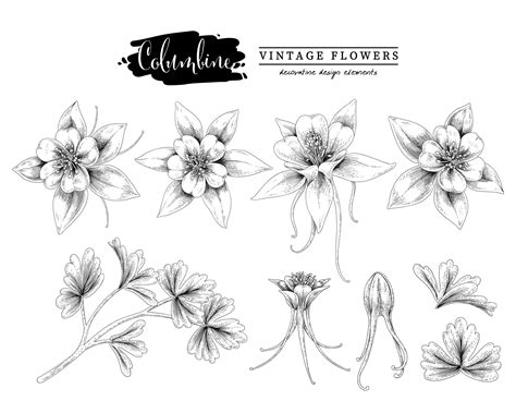 Columbine flower Vintage Hand Drawn Sketch Elements Botanical Illustrations Decorative set ...