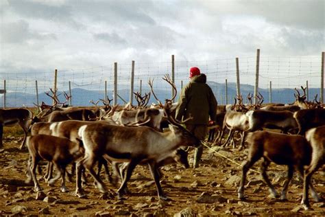 The History of Human Interactions with Caribou