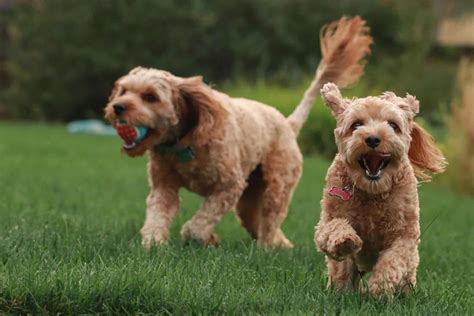 Goldendoodle Breeders In New Jersey: 5 Best Choices